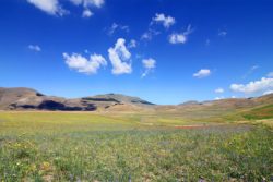 Fioritura Castelluccio 2017