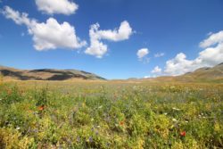 Fioritura Castelluccio 2017