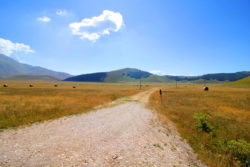 Fioritura Castelluccio 2017